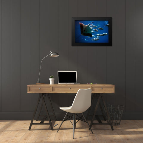 Devil Ray Black Modern Wood Framed Art Print by Highsmith, Carol