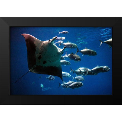Devil Ray Black Modern Wood Framed Art Print by Highsmith, Carol