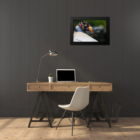 King Vulture Black Modern Wood Framed Art Print by Animal Photography