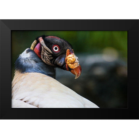 King Vulture Black Modern Wood Framed Art Print by Animal Photography
