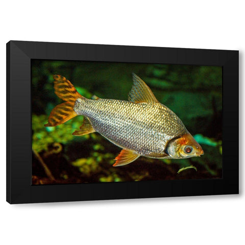 Flagtail Characin  Black Modern Wood Framed Art Print with Double Matting by Carignan, Christa