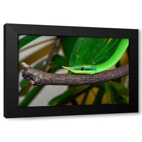 Rhinoceros Snake II Black Modern Wood Framed Art Print with Double Matting by Smithsonian Institution
