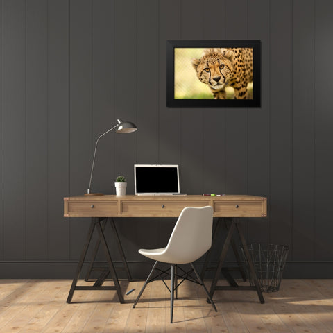 Cheetah Black Modern Wood Framed Art Print by Gregorio, Ronda