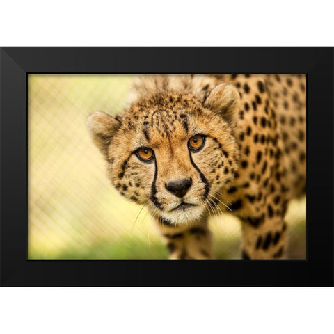 Cheetah Black Modern Wood Framed Art Print by Gregorio, Ronda