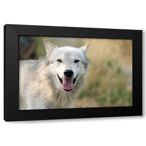 Lone Wolf Black Modern Wood Framed Art Print with Double Matting by Highsmith, Carol