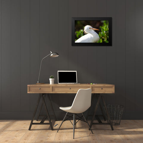 Snowy Egret Black Modern Wood Framed Art Print by NASA