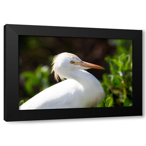 Snowy Egret Black Modern Wood Framed Art Print with Double Matting by NASA