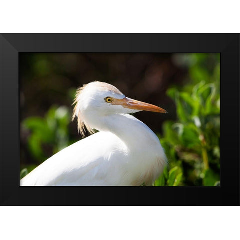 Snowy Egret Black Modern Wood Framed Art Print by NASA