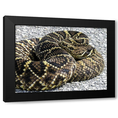 Snake Black Modern Wood Framed Art Print with Double Matting by NASA