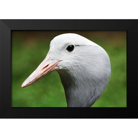 Stanley Crane Black Modern Wood Framed Art Print by Smithsonian Institution