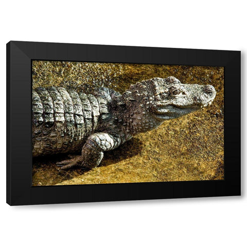 Chinese Alligator Black Modern Wood Framed Art Print by Smithsonian Institution