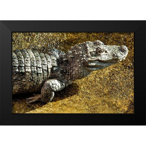 Chinese Alligator Black Modern Wood Framed Art Print by Smithsonian Institution