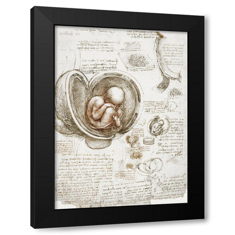 Studies of the Foetus in the Womb Black Modern Wood Framed Art Print by da Vinci, Leonardo