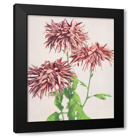 Three Pink Chrysanthemum Black Modern Wood Framed Art Print with Double Matting by Kazumasa, Ogawa
