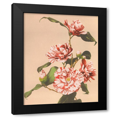Striped Camellias Black Modern Wood Framed Art Print with Double Matting by Kazumasa, Ogawa