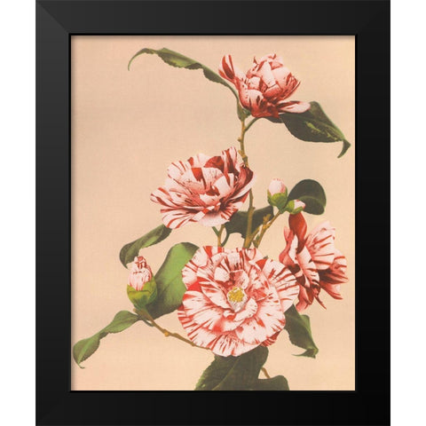 Striped Camellias Black Modern Wood Framed Art Print by Kazumasa, Ogawa
