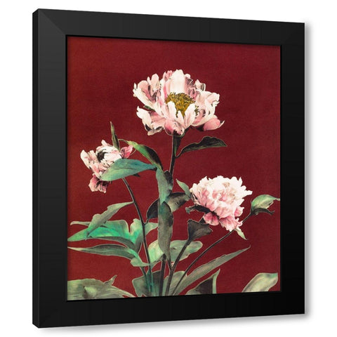 Haerdaceous Peony Black Modern Wood Framed Art Print with Double Matting by Kazumasa, Ogawa