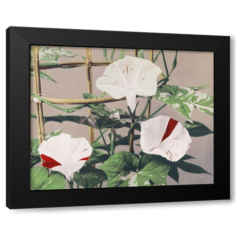 Striped Birdweed Flowers Black Modern Wood Framed Art Print with Double Matting by Kazumasa, Ogawa