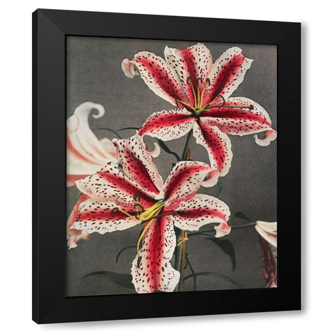 Lily IV Black Modern Wood Framed Art Print with Double Matting by Kazumasa, Ogawa