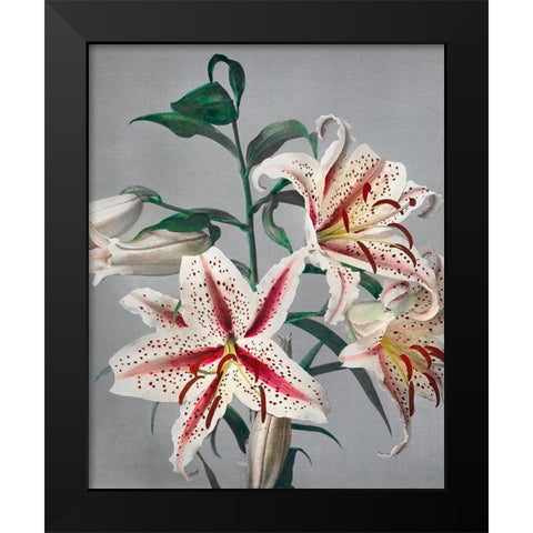 Lily VII Black Modern Wood Framed Art Print by Kazumasa, Ogawa