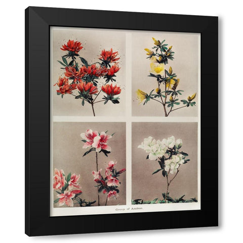 Group of Azaleas Black Modern Wood Framed Art Print with Double Matting by Kazumasa, Ogawa