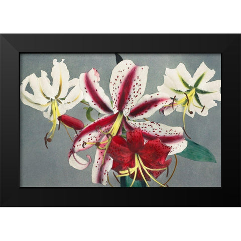 Lily X Black Modern Wood Framed Art Print by Kazumasa, Ogawa