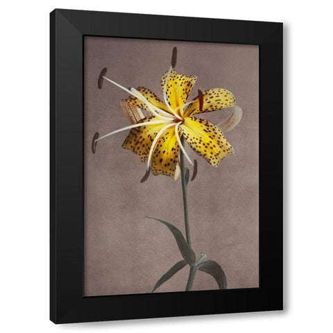 Lily XI Black Modern Wood Framed Art Print with Double Matting by Kazumasa, Ogawa