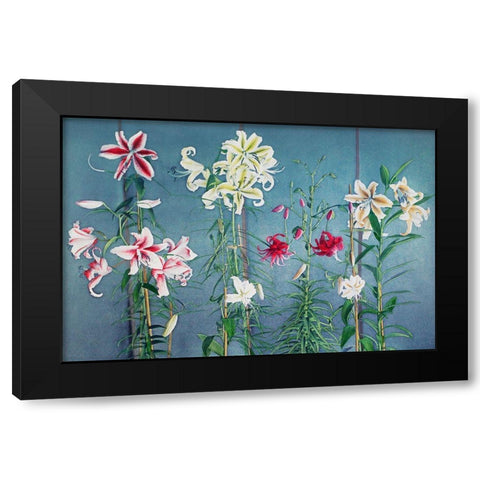 Lily XII Black Modern Wood Framed Art Print with Double Matting by Kazumasa, Ogawa