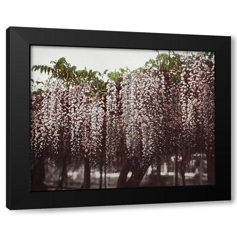 Wistaria Chinensis Black Modern Wood Framed Art Print with Double Matting by Kazumasa, Ogawa