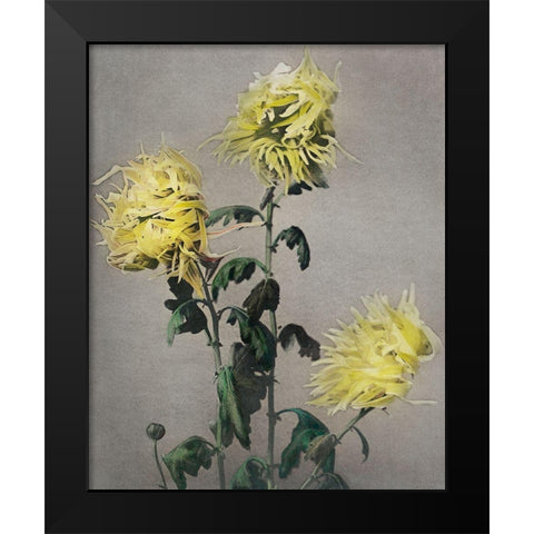 Ku Moi Sakura Black Modern Wood Framed Art Print by Kazumasa, Ogawa