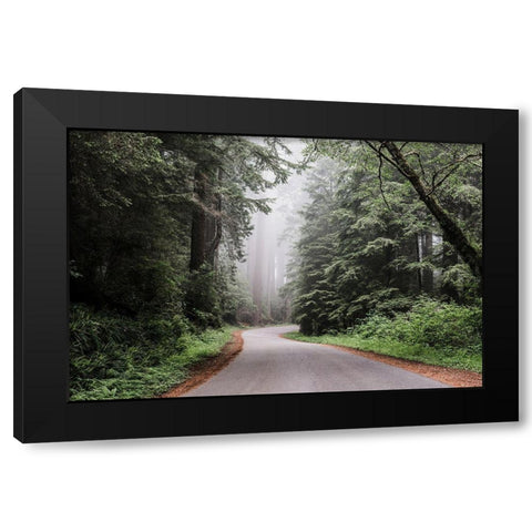 Redwood National and State Park on U.S. 101 in Northern California Black Modern Wood Framed Art Print with Double Matting by Highsmith, Carol
