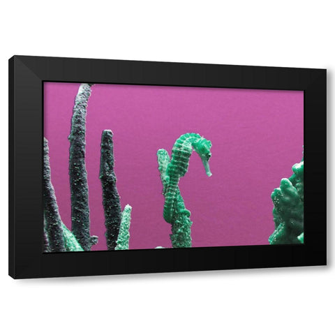 Seahorse at The Monterey Bay Aquarium in Monterey-California Black Modern Wood Framed Art Print by Highsmith, Carol