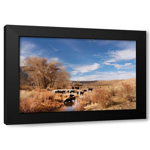 Cattle grazing in a meadow-Bishop-Mono County-California Black Modern Wood Framed Art Print by Highsmith, Carol