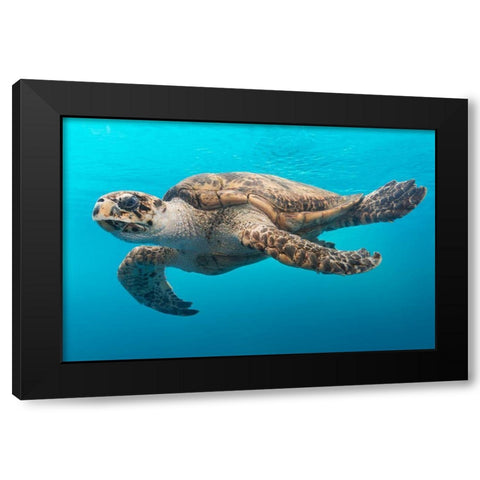 A Turtle at the Texas State Aquarium in Corpus Christi Black Modern Wood Framed Art Print by Highsmith, Carol