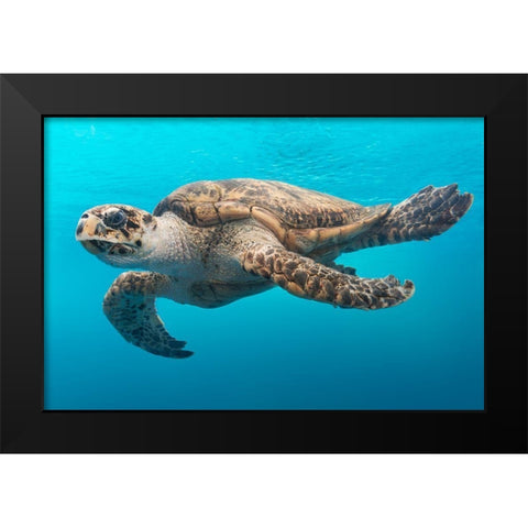 A Turtle at the Texas State Aquarium in Corpus Christi Black Modern Wood Framed Art Print by Highsmith, Carol
