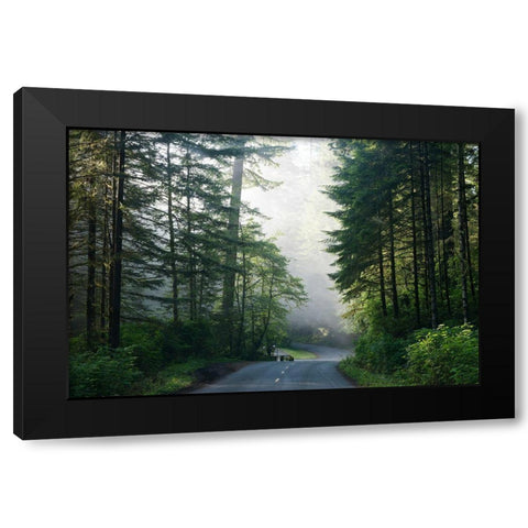 Lady Bird Johnson Grove in Northern California Black Modern Wood Framed Art Print by Highsmith, Carol