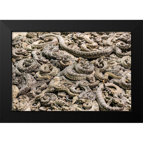The Worlds Largest Rattlesnake Roundup in Sweetwater-Texas Black Modern Wood Framed Art Print by Highsmith, Carol