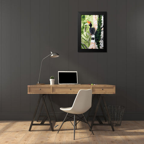 Rhinoceros Hornbill Black Modern Wood Framed Art Print by Derr, Wynn