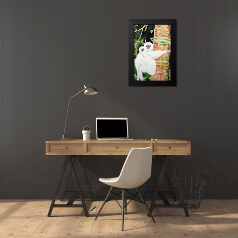 Silky Sifaka Duo Black Modern Wood Framed Art Print by Derr, Wynn