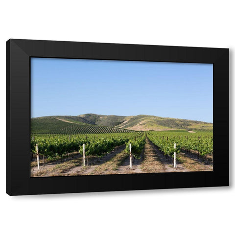 California Vineyards Black Modern Wood Framed Art Print with Double Matting by Highsmith, Carol