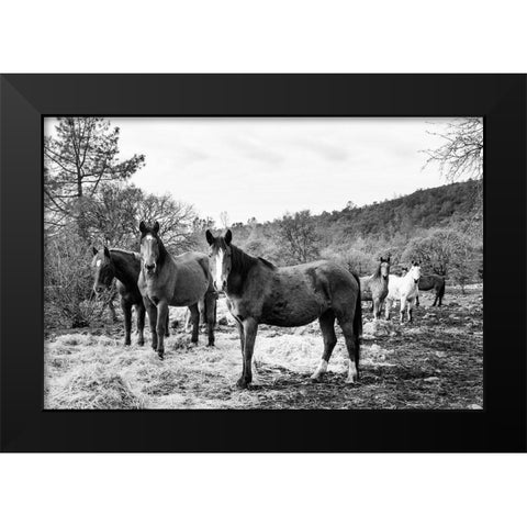 Curious Horses Red River County near Detroit-Texas Black Modern Wood Framed Art Print by Highsmith, Carol
