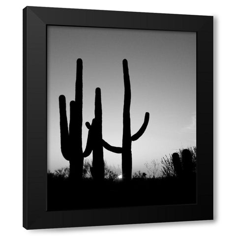Saguaro Cactus near Tucson-Arizona Black Modern Wood Framed Art Print with Double Matting by Highsmith, Carol