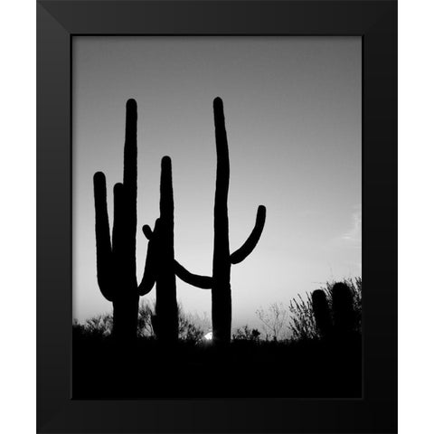 Saguaro Cactus near Tucson-Arizona Black Modern Wood Framed Art Print by Highsmith, Carol