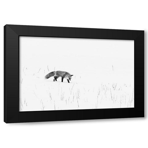 Red Fox-Yellowstone National Park Wyoming Black Modern Wood Framed Art Print with Double Matting by Highsmith, Carol