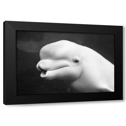 Beluga Whale Black Modern Wood Framed Art Print with Double Matting by Highsmith, Carol