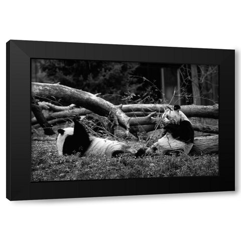 Giant pandas Black Modern Wood Framed Art Print with Double Matting by Highsmith, Carol