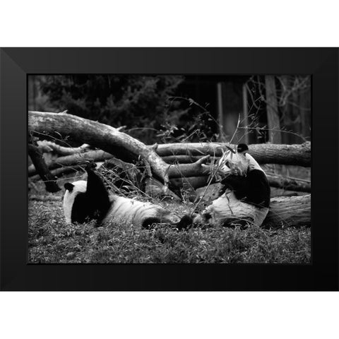 Giant pandas Black Modern Wood Framed Art Print by Highsmith, Carol