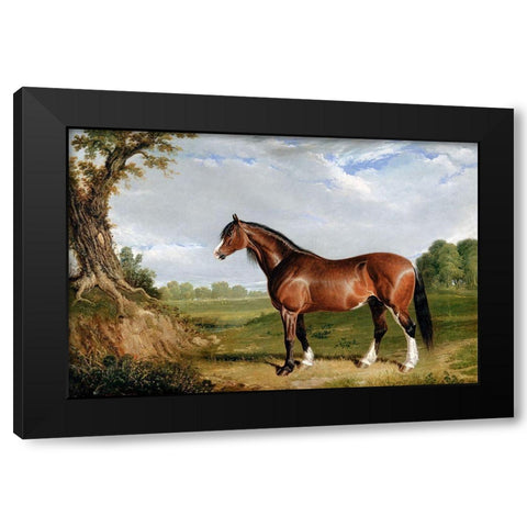 A Clydesdale Stallion Black Modern Wood Framed Art Print by Herring, John Frederick