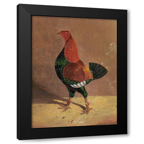 Fighting Cocks-a Dark-Breasted Fighting Cock-Facing Left Black Modern Wood Framed Art Print with Double Matting by Herring, John Frederick