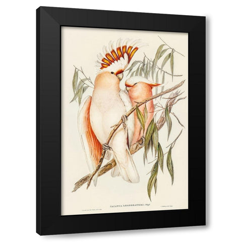 Leadbeaters Cockatoo-Cacatua Leadbeaterii Black Modern Wood Framed Art Print by Gould, John